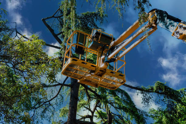 Best Professional Tree Care  in West Wendover, NV